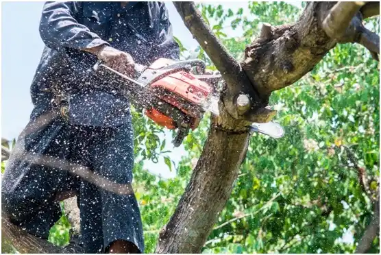 tree services De Pere